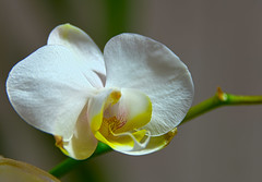 Aug 12th, 2012 - Orchid