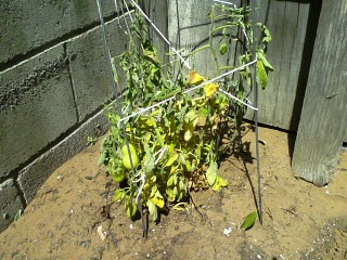 Poor bedraggled tomato plant
