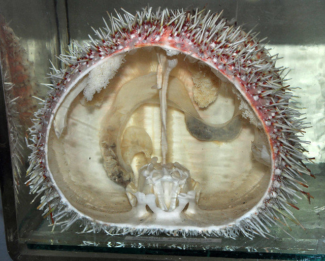 Sea urchin anatomy | Flickr - Photo Sharing!