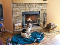Dolly, dog, fireplace
