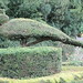 Warwick Castle - Peacock Topiary