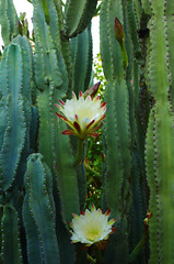 Backyard Cactus