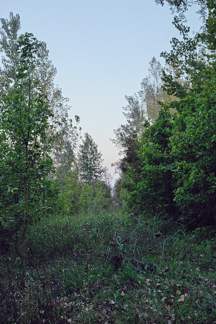 Big Muddy National Fish and Wildlife Refuge, Boone's Crossing Unit, in Chesterfield, Missouri, USA - overgrown forest path