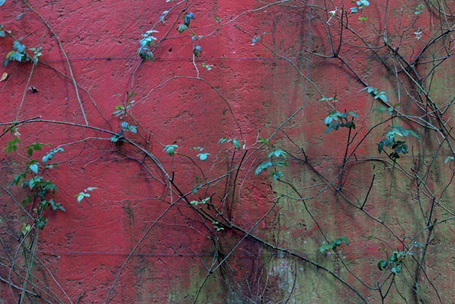 Moss on red