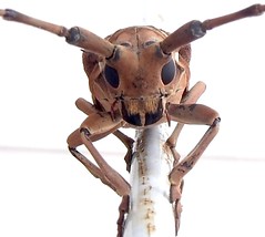 Longhorn Beetle (Celosterna pulchelator) (x2)