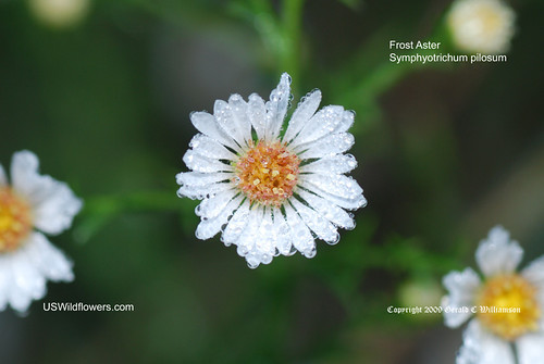 Hairy White Oldfield Aster, Frost Aster, White Heath Aster - Symphyotrichum pilosum