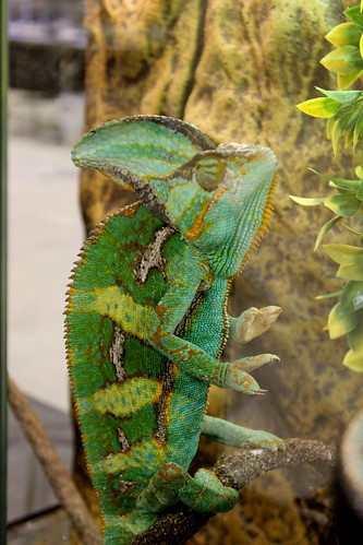 Chameleon yoga