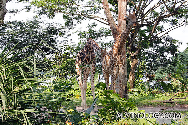 Two majestic giraffes 