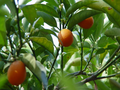 Kumquats by studiomelange