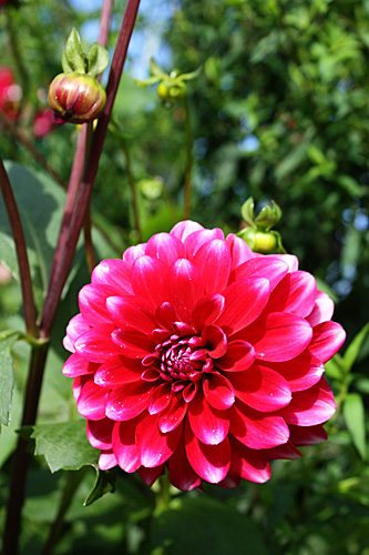 Red-pink-flower2