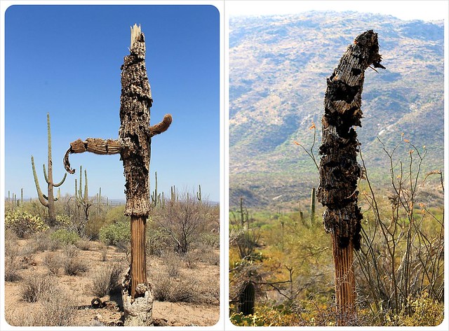 dead saguaros arizona