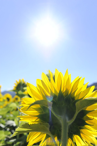 無料写真素材|花・植物|向日葵・ヒマワリ|太陽