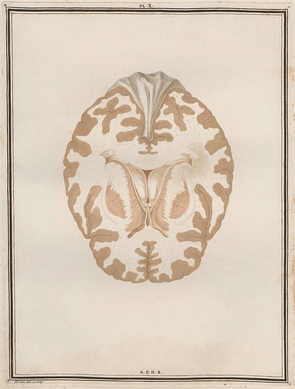 cross-section book illustration of brain tissue