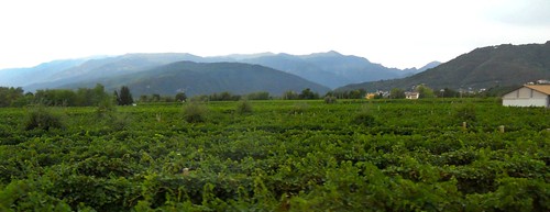 Vineyards Treviso Italy