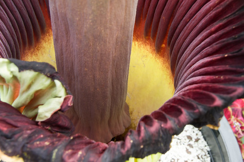 corpse flower pictures