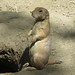 PrairieDogs_019 posted by *Ice Princess* to Flickr