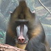 Mandrill_008 posted by *Ice Princess* to Flickr