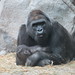 Gorilla_055 posted by *Ice Princess* to Flickr