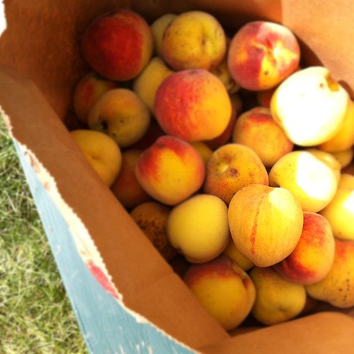 peach harvest #organicgarden #urbangarden #zone6a #maine #nofilter