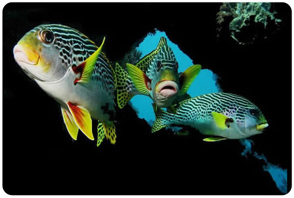 Nusa Penida Fishes