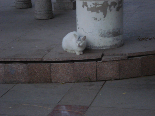 Cats in Shenyang, China _ 0147