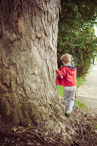 Little boy, big tree