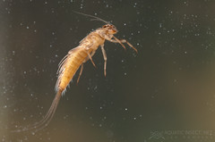 Prong-gilled mayfly nymphs (Ephemeroptera, Leptophlebiidae)