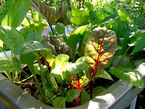 Chard in the morning light