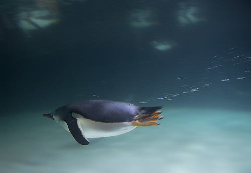 gentoo glide by Andrew C Wallace