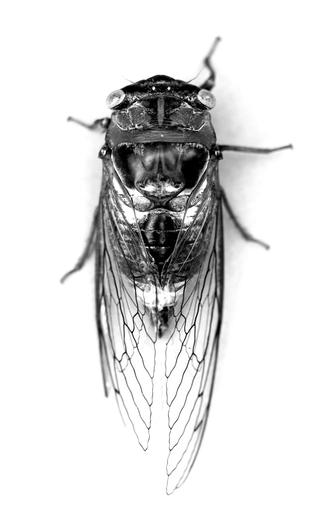Cicada Aerial View