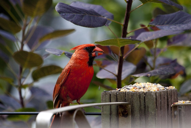cardinal munching