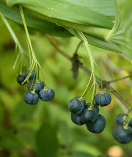 Solomon's Seal berries