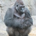 Gorilla_030 posted by *Ice Princess* to Flickr