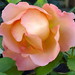 A Rose from my garden. Una Rosa de mi jardín.