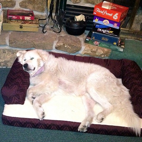 Shiloh's new bed
