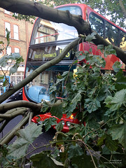188 bus crashes into a tree