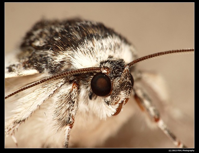 White Underwing Moth (Catocala relicta)