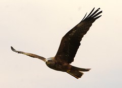 Hawk Conservancy - UK