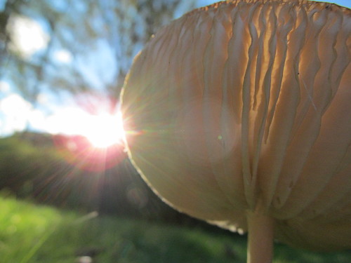 Mushroom in the setting sun by JohnPlatt