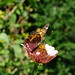 20120922 Painted lady butterfly on zinnia posted by chipmunk_1 to Flickr