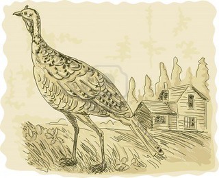 5741220-illustration-of-a-wild-turkey-with-house-in-the-background