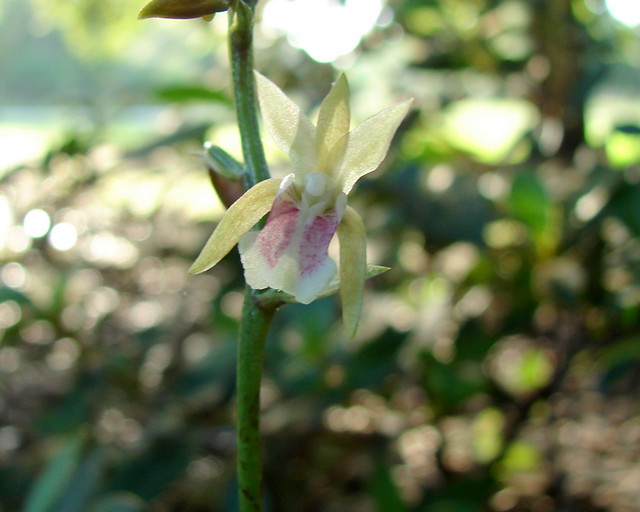 Oeceoclades maculata - the African Spotted Orchid