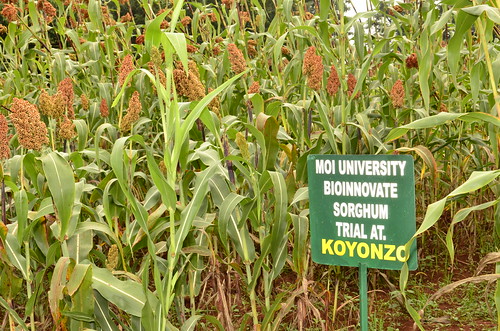 One of the three field trial sites for Moi University a project consortium 1 member.