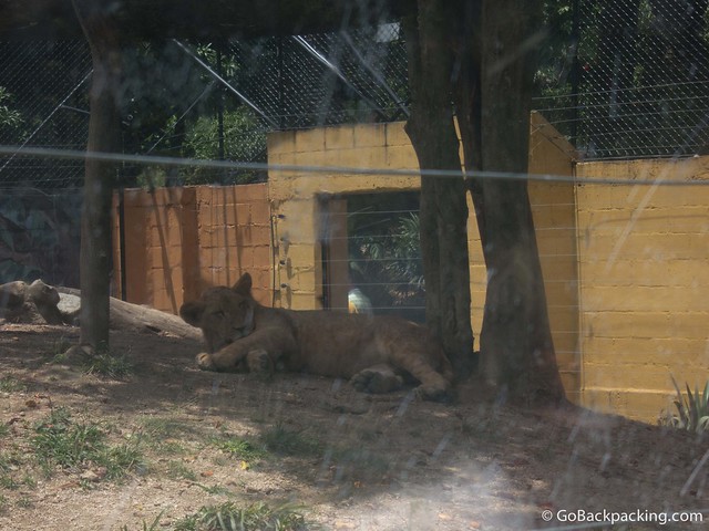 Lion cub enclosure