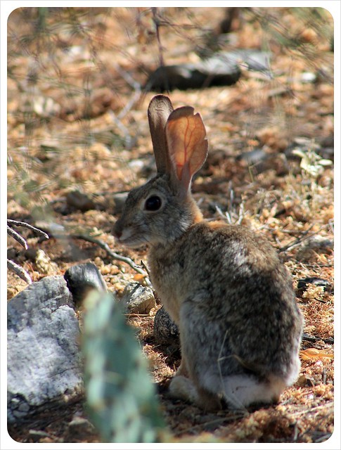 arizona desert rabbit