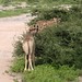 Etosha National Park impressions, Namibia - IMG_3096_CR2_v1