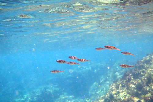 snorkeling at hirizo izu japan