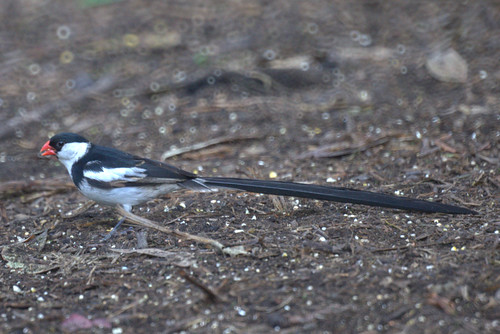 Pin-tailed Whydah (male)