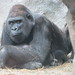 Gorilla_052 posted by *Ice Princess* to Flickr