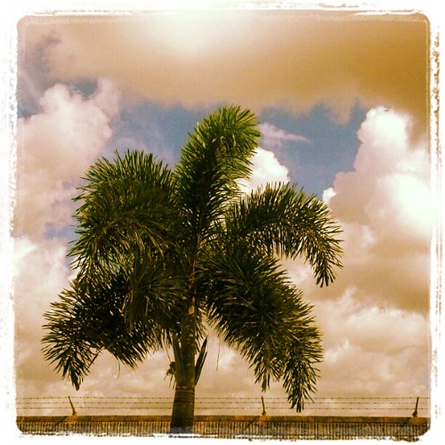 #trees #florida by ShellyS